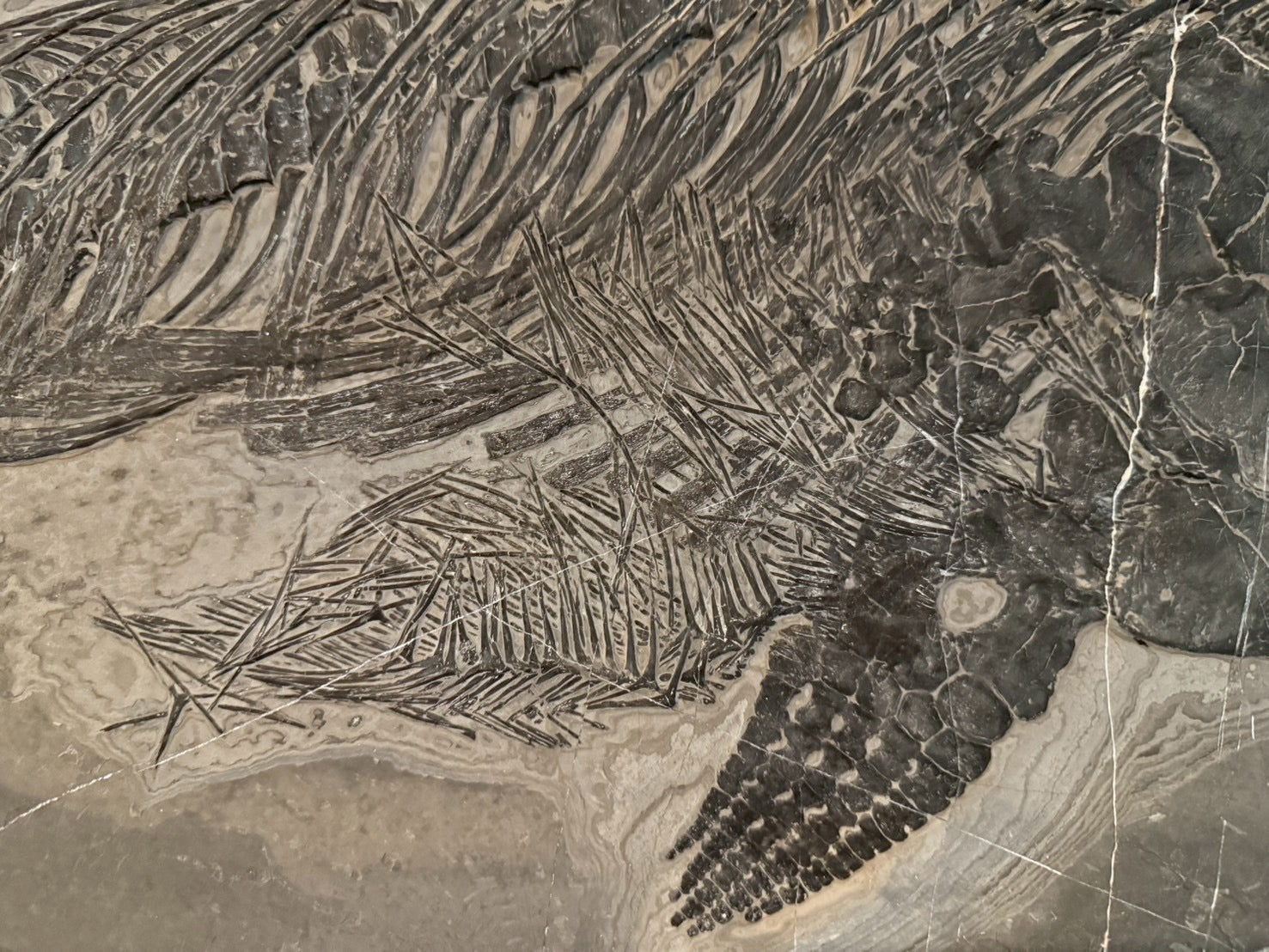 Exceptional Mixosaurus Fossil – Complete Skeleton with Stunning Detail  133CM