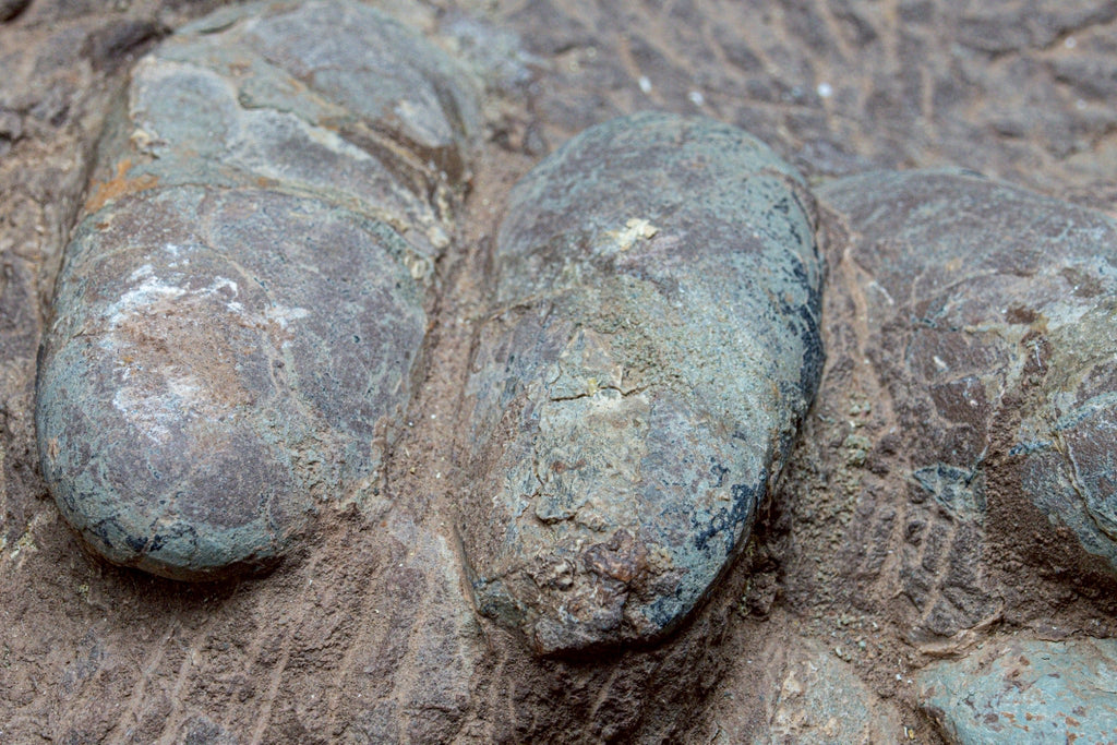 Oviraptor Egg Cluster Fossil – Exceptional Late Cretaceous Predator Nest
