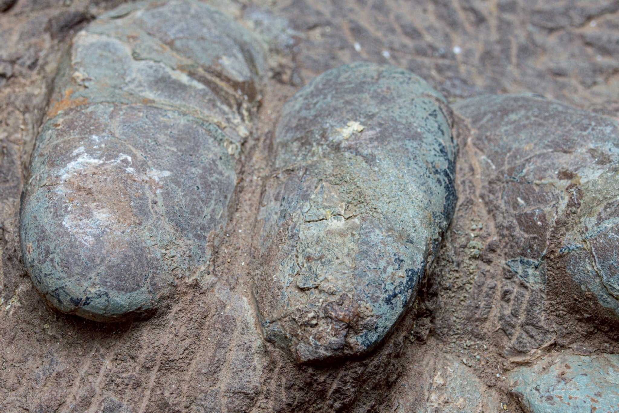 Oviraptor Egg Cluster Fossil – Exceptional Late Cretaceous Predator Nest