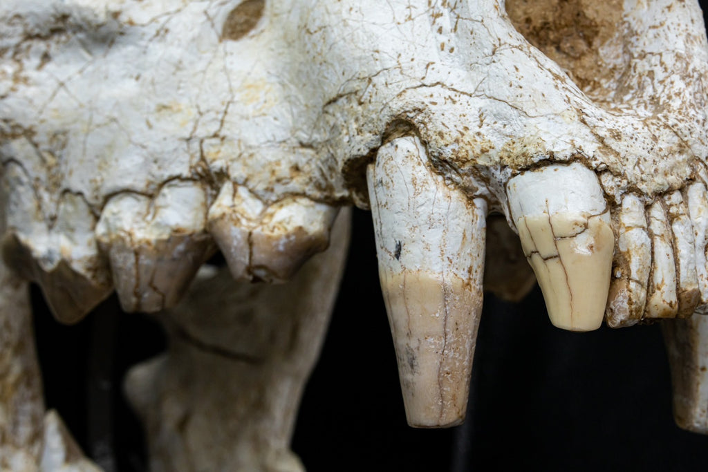 Giant Hyena (Pachycrocuta brevirostris) – Museum-Grade Complete Skull Fossil 50CM