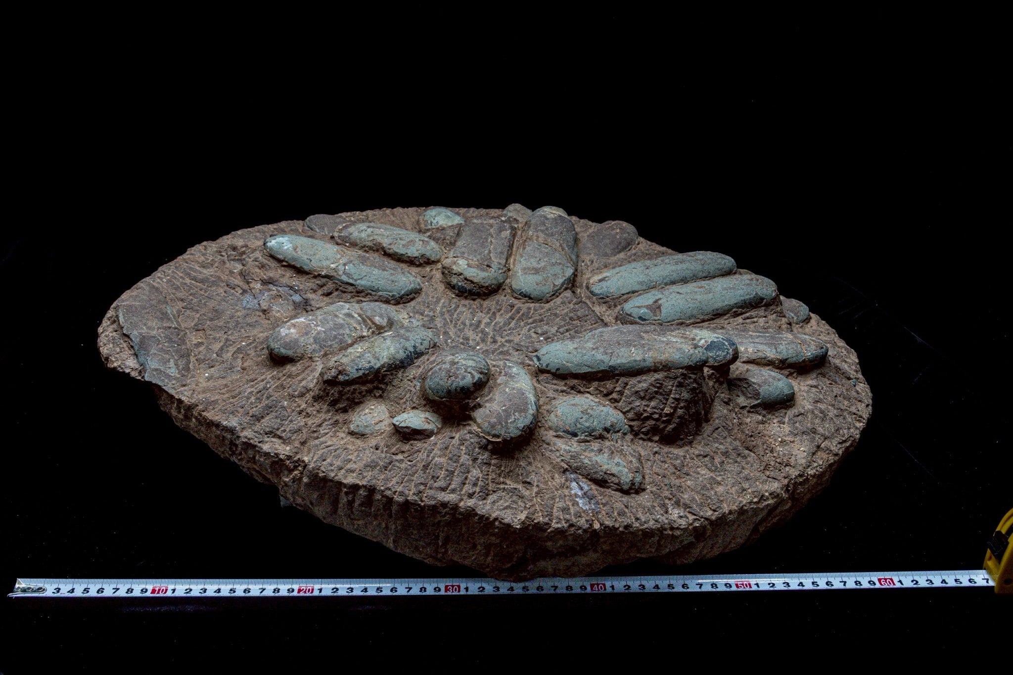 Oviraptor Egg Cluster Fossil – Exceptional Late Cretaceous Predator Nest