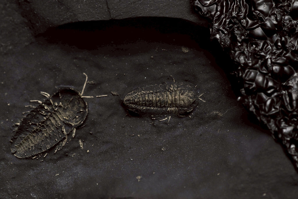 Triarthrus eatoni – Ultra-Rare Ordovician Trilobite with Fully Preserved Appendages