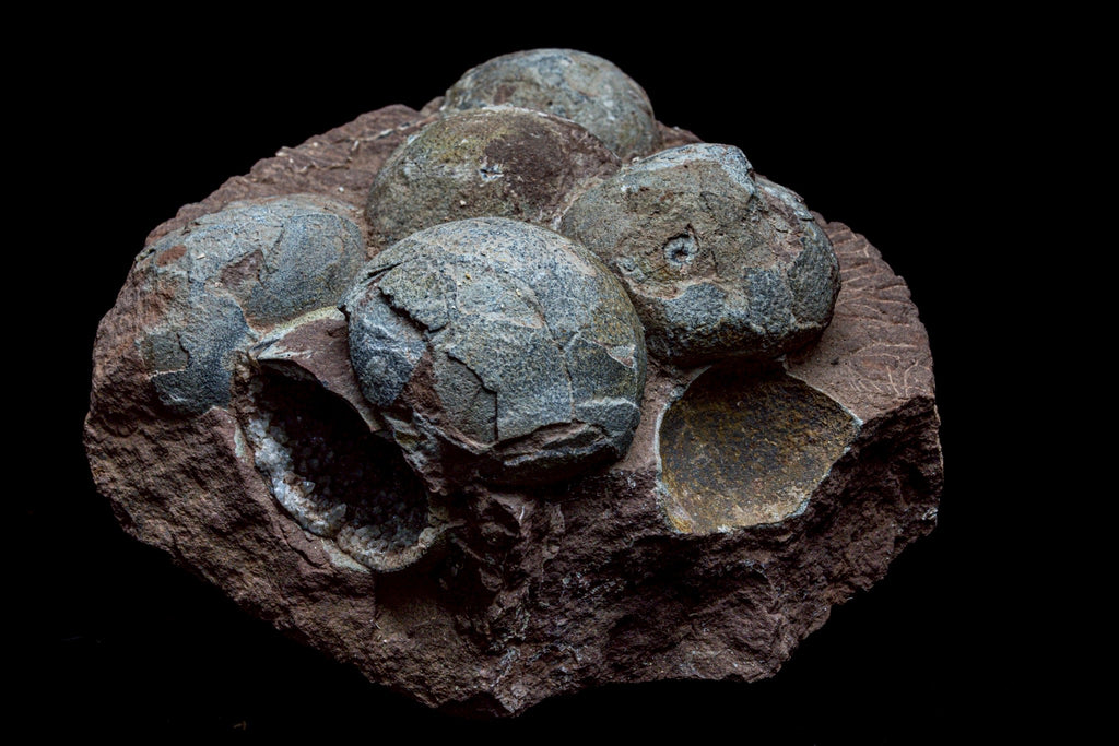 Hadrosaur Egg Fossil Cluster – Rare Late Cretaceous Dinosaur Nest with Crystal Formation