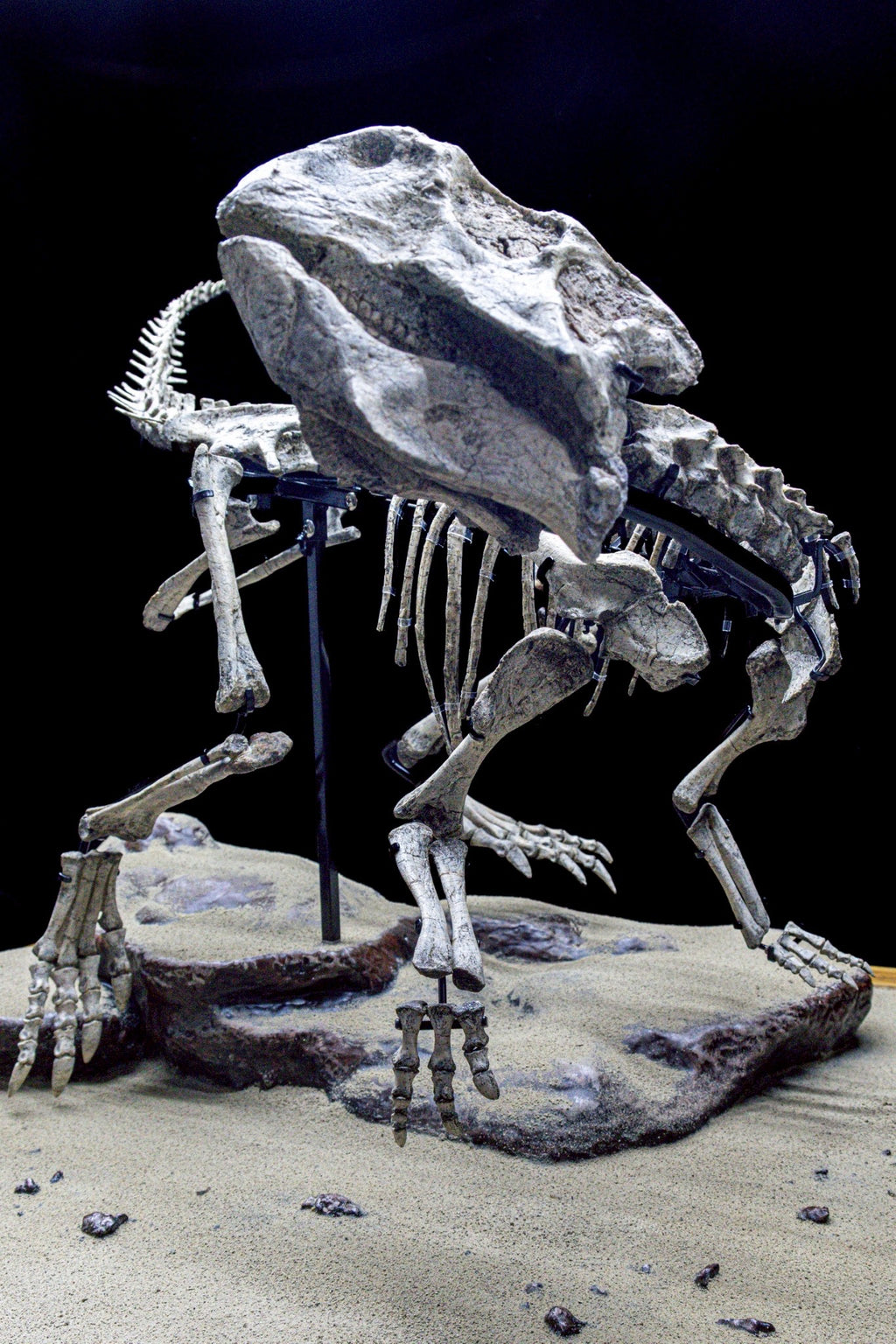 Psittacosaurus Fossil Skeleton – Museum-Grade Icon of the Early Cretaceous