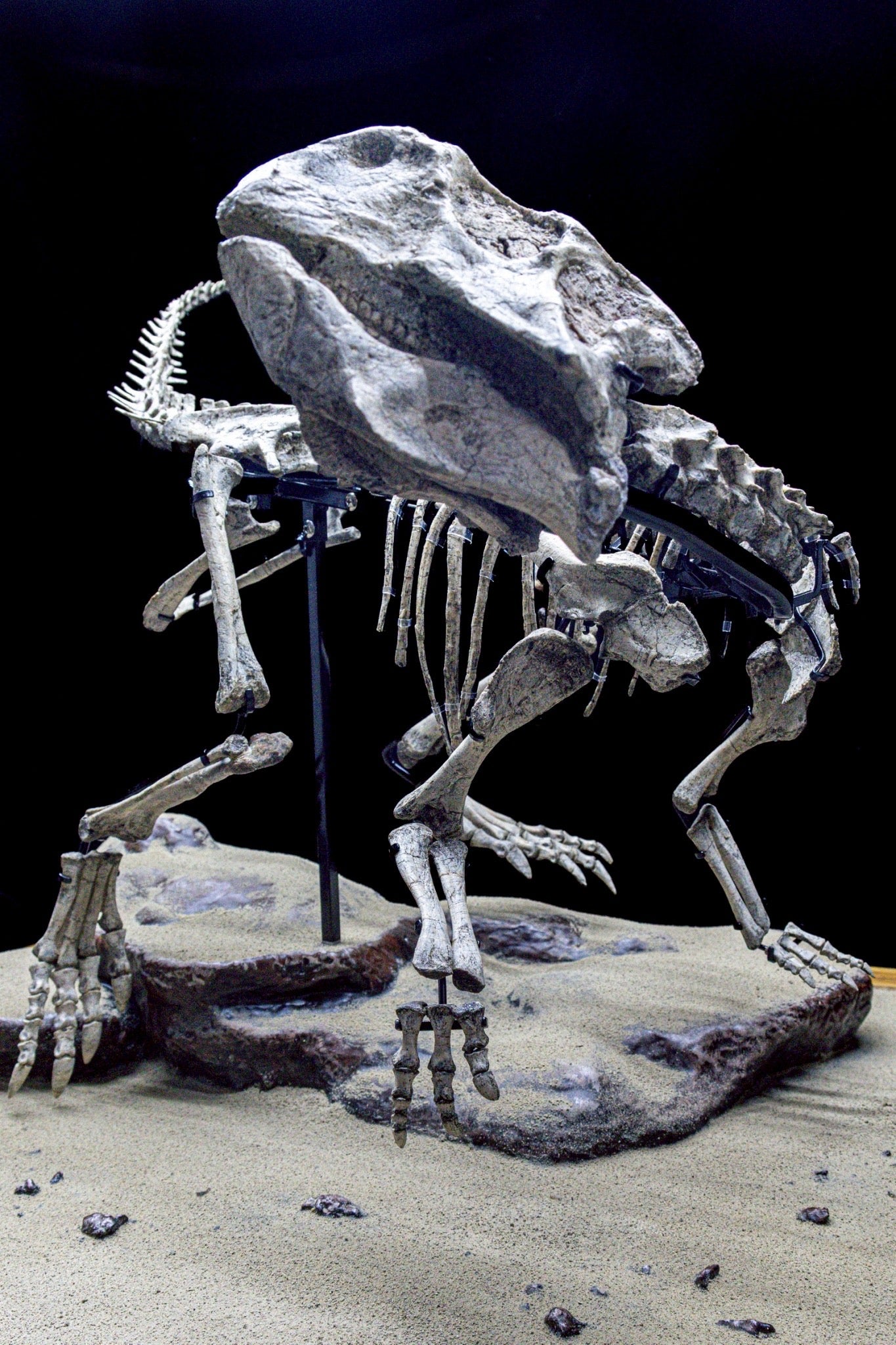 Psittacosaurus Fossil Skeleton – Museum-Grade Icon of the Early Cretaceous