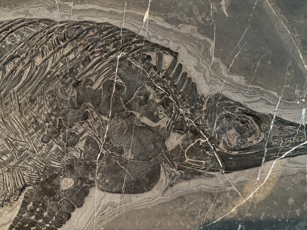 Exceptional Mixosaurus Fossil – Complete Skeleton with Stunning Detail  133CM