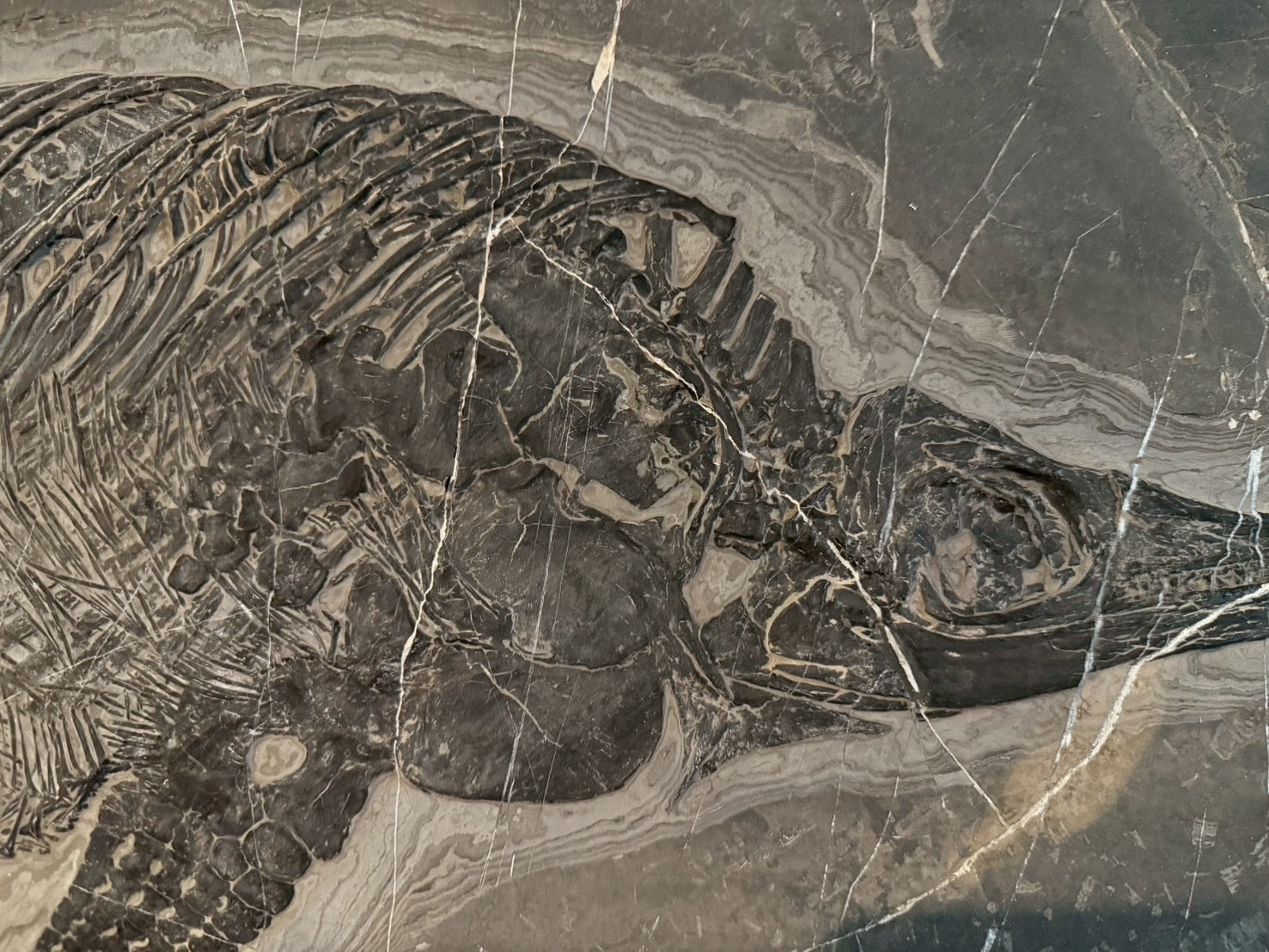 Exceptional Mixosaurus Fossil – Complete Skeleton with Stunning Detail  133CM