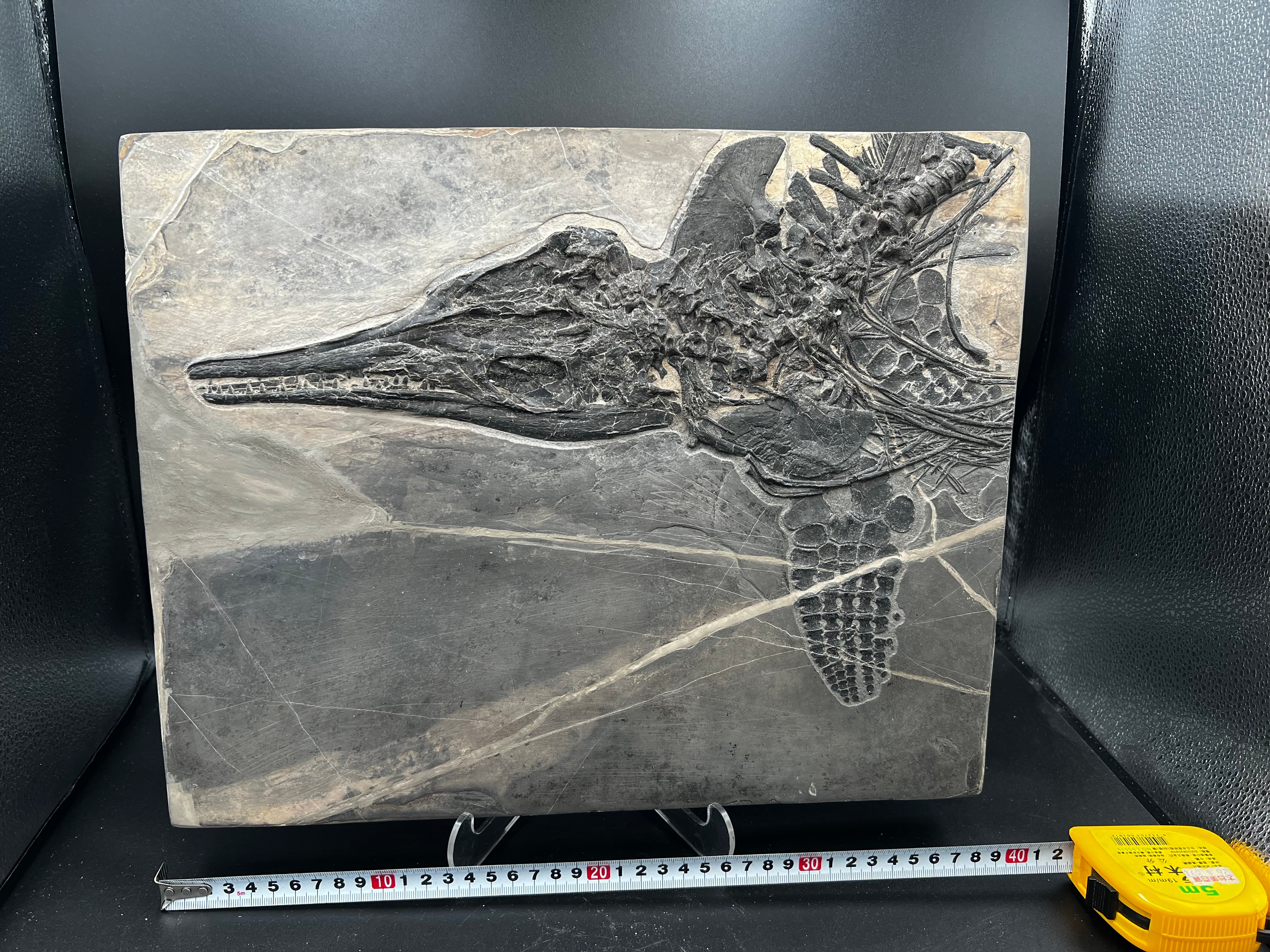40CM - Jurassic Ocean Predator | Mixosaurus Fossil