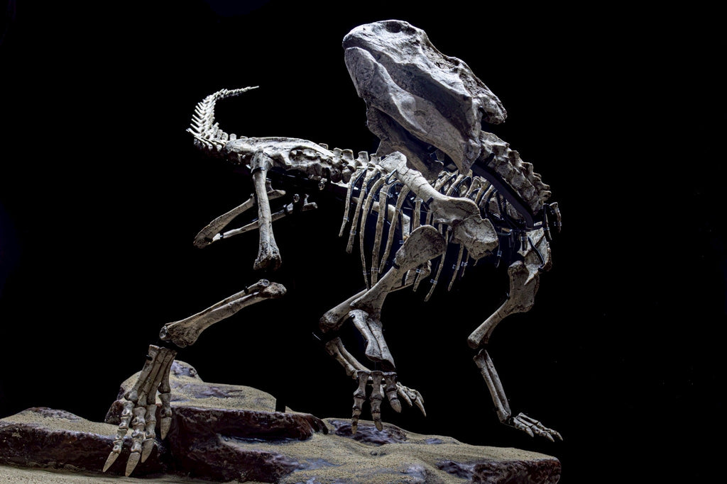 Psittacosaurus Fossil Skeleton – Museum-Grade Icon of the Early Cretaceous