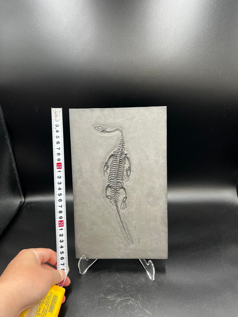 28 CM – Keichousaurus Fossil on Original Matrix –