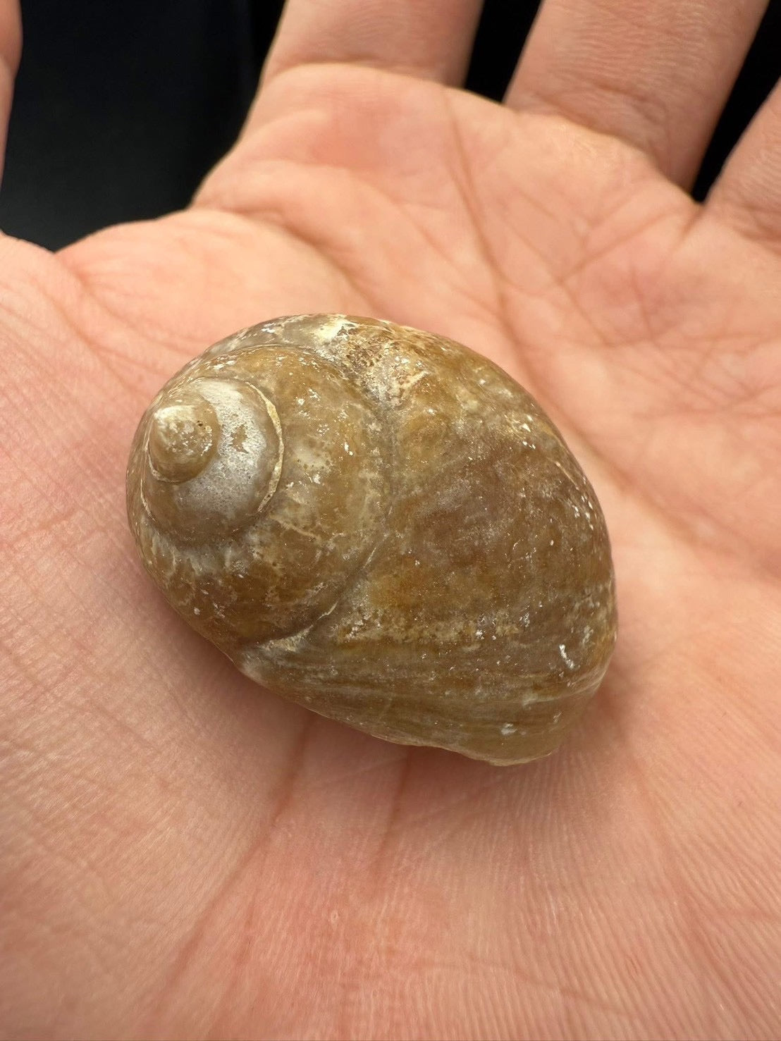 16USD - 🐚 Ampullina depressa Fossil – Eocene Gastropod (3–4 cm)