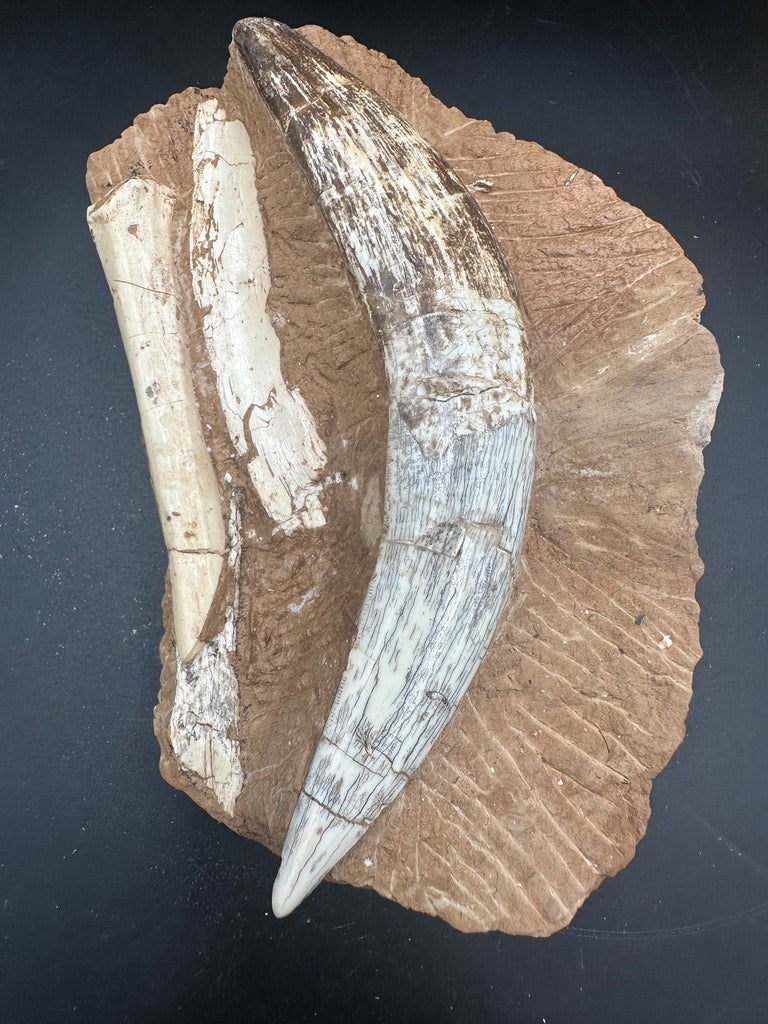 16CM - Megantereon Tooth Fossil