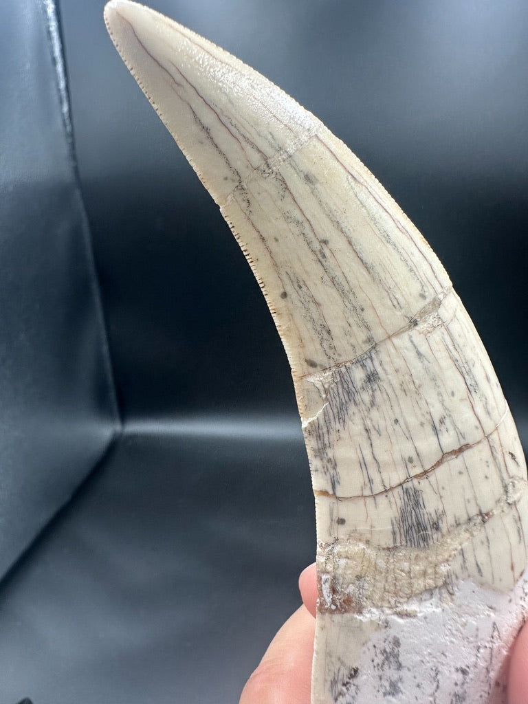 Machairodus Fossil Tooth – Restored Specimen 20CM