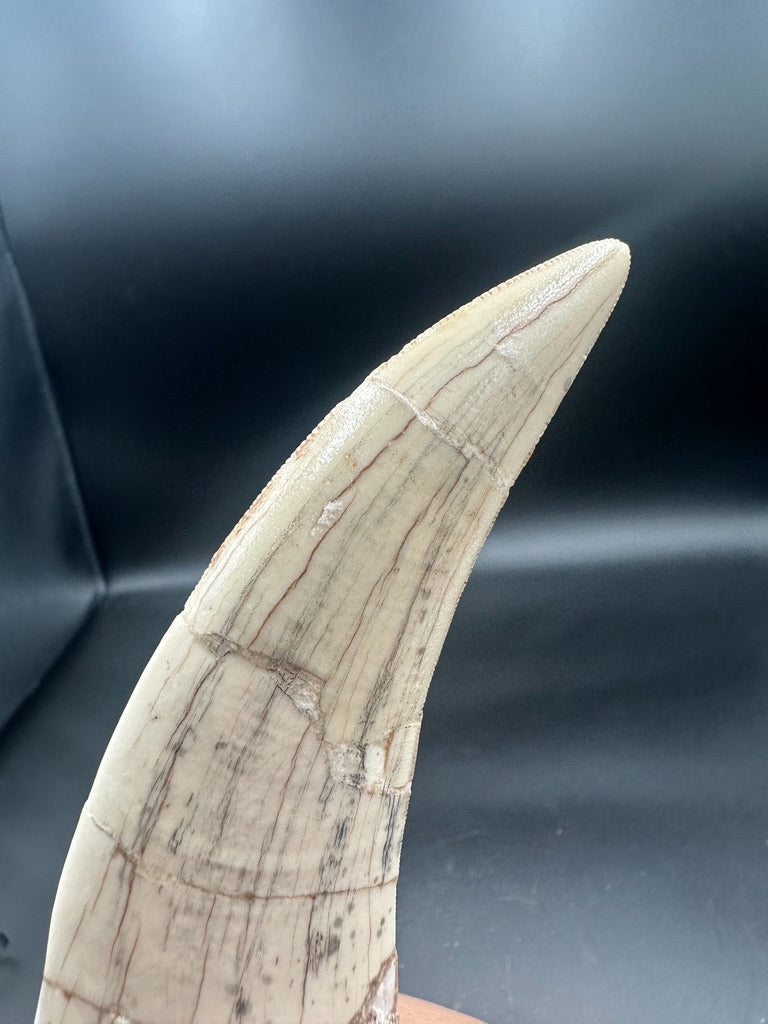 Machairodus Fossil Tooth – Restored Specimen 20CM