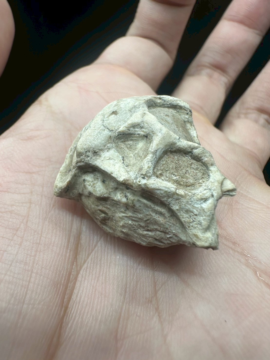 Psittacosaurus Skull Fossil – Early Cretaceous Dinosaur (East Asia)