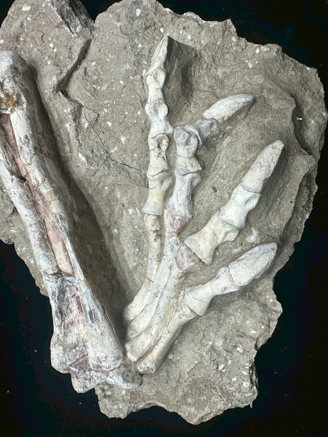Psittacosaurus Hindlimb &amp; Foot Fossil – Early Cretaceous Dinosaur (East Asia)