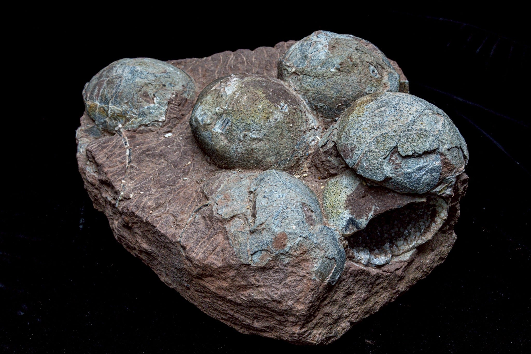 Hadrosaur Egg Fossil Cluster – Rare Late Cretaceous Dinosaur Nest with Crystal Formation