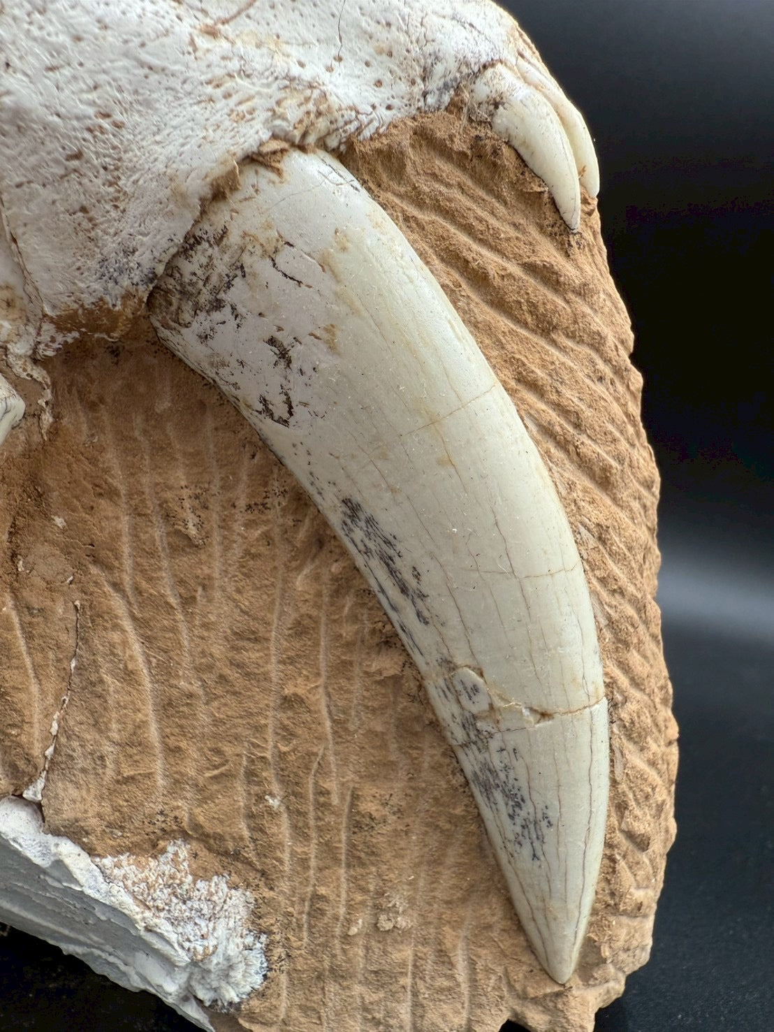 Machairodus Partial Skull Fossil – Rare Pleistocene Apex Predator 2