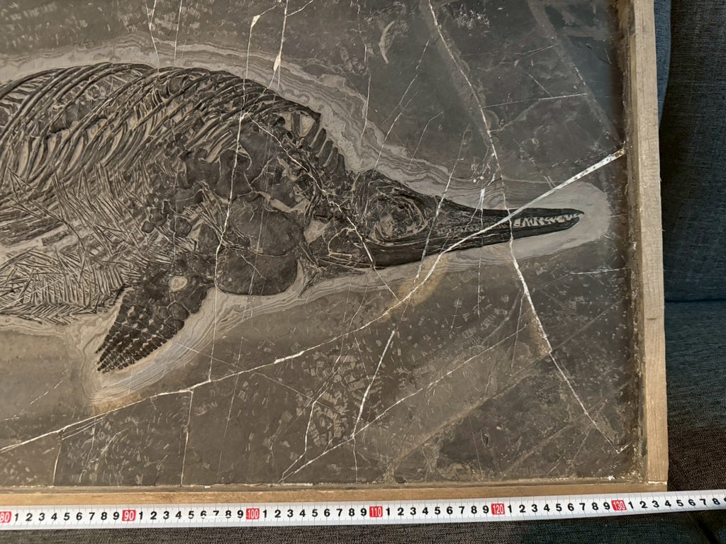 Exceptional Mixosaurus Fossil – Complete Skeleton with Stunning Detail  133CM