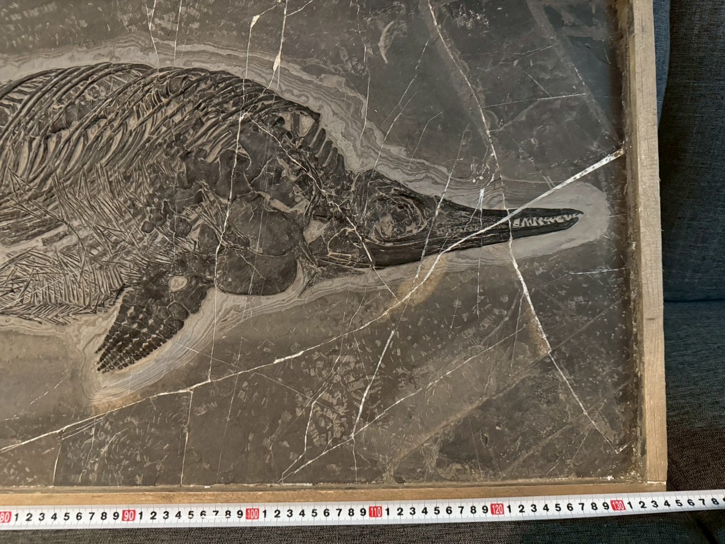 Exceptional Mixosaurus Fossil – Complete Skeleton with Stunning Detail  133CM