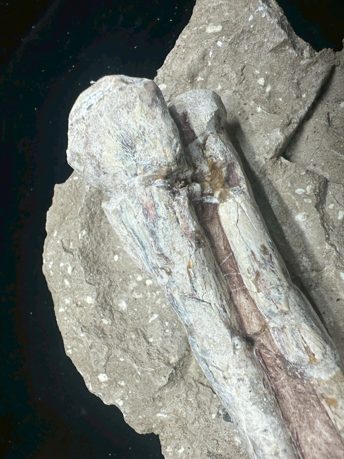 Psittacosaurus Hindlimb &amp; Foot Fossil – Early Cretaceous Dinosaur (East Asia)