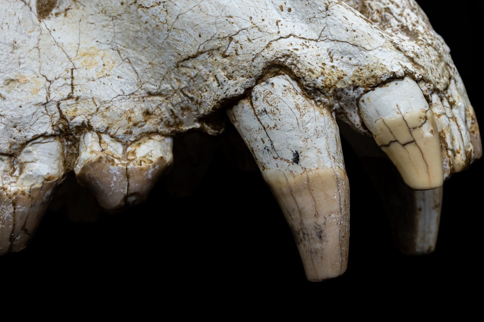 Giant Hyena (Pachycrocuta brevirostris) – Museum-Grade Complete Skull Fossil 50CM