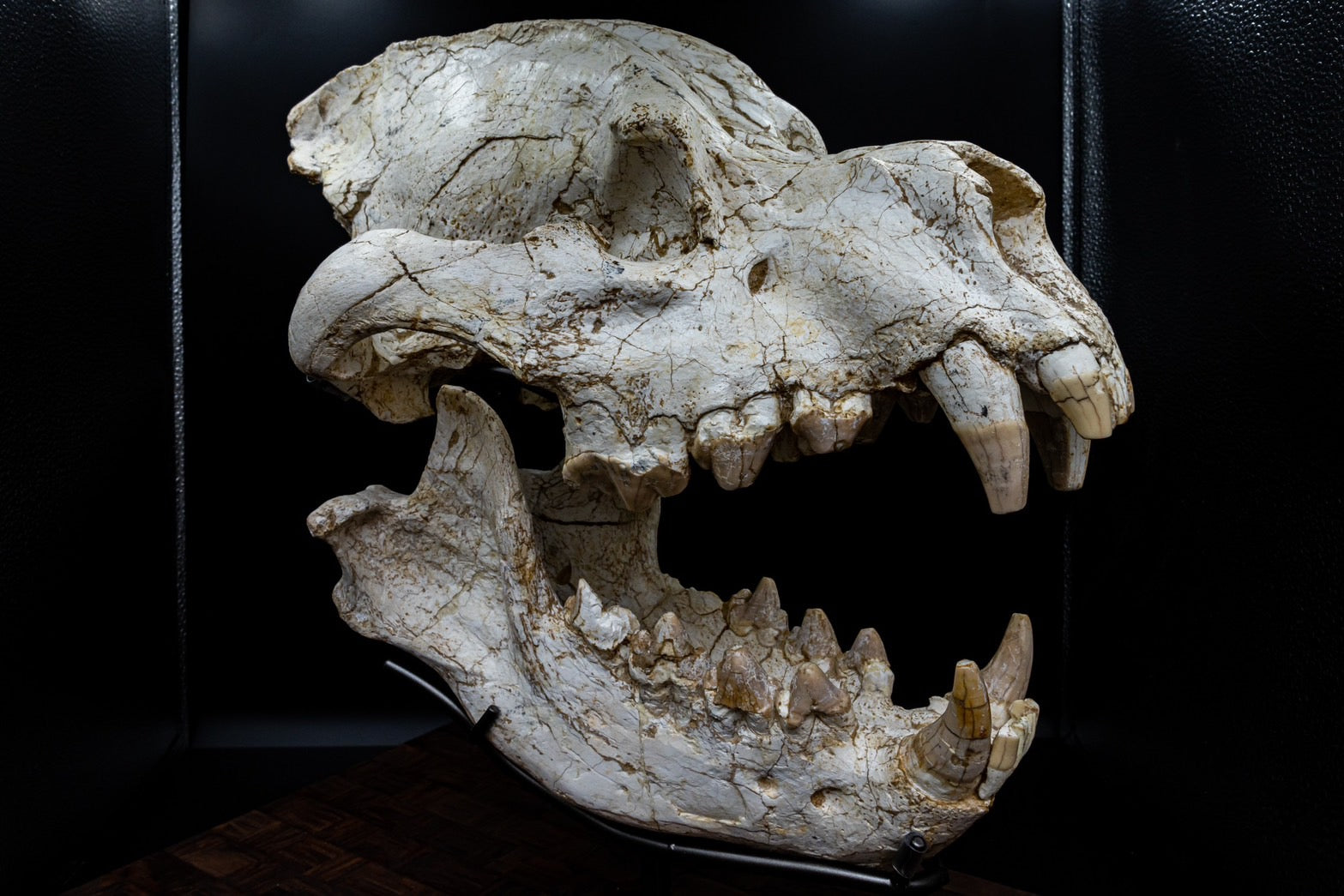 Giant Hyena (Pachycrocuta brevirostris) – Museum-Grade Complete Skull Fossil 50CM