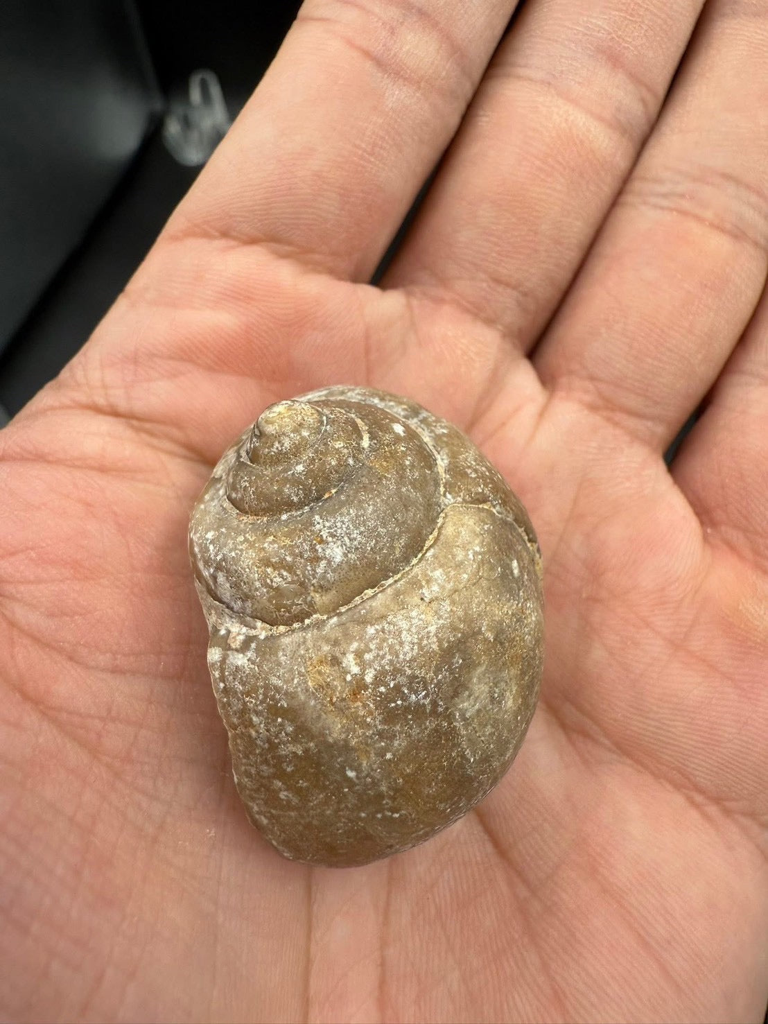 16USD - 🐚 Ampullina depressa Fossil – Eocene Gastropod (3–4 cm)