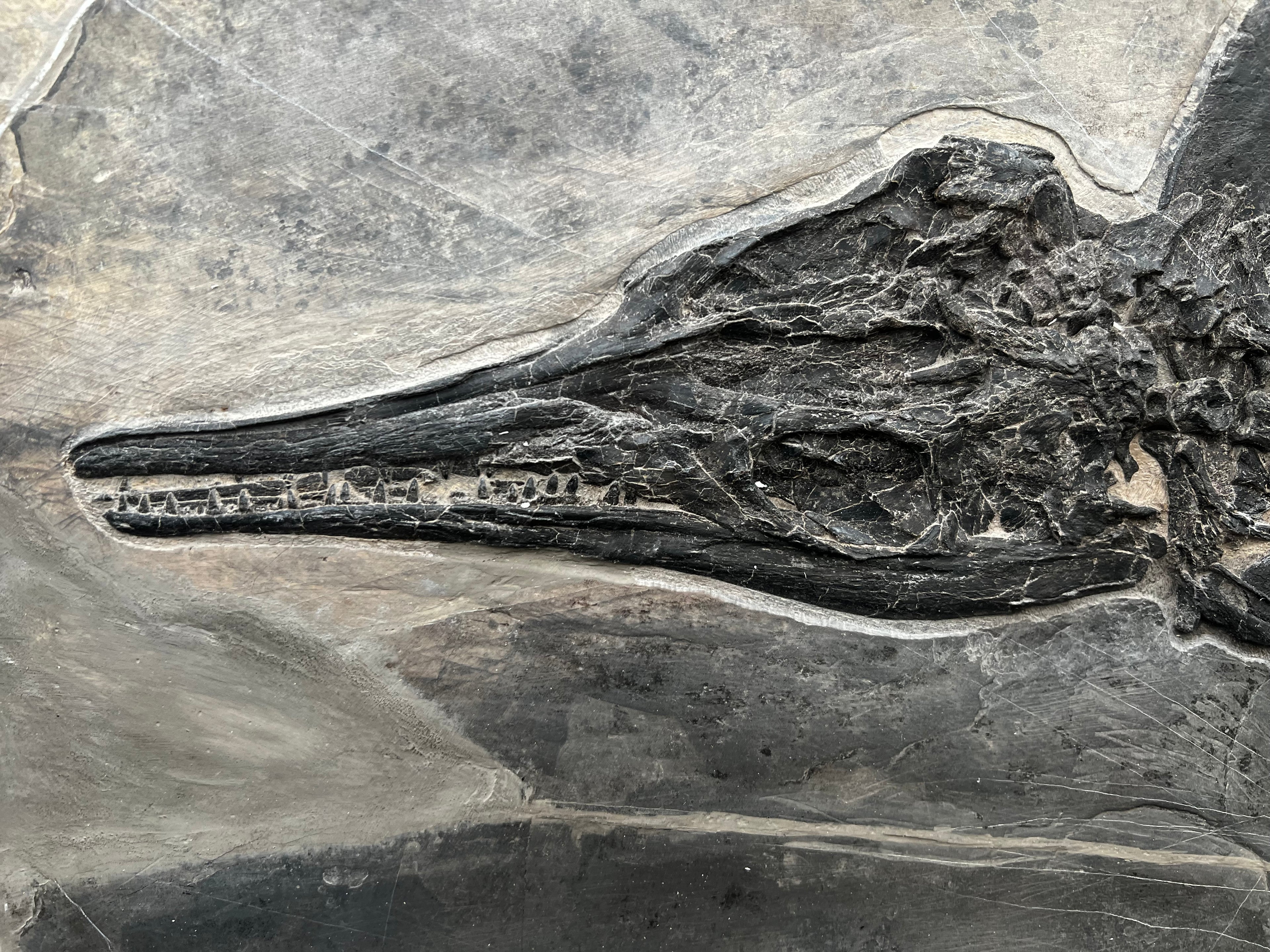 40CM - Jurassic Ocean Predator | Mixosaurus Fossil