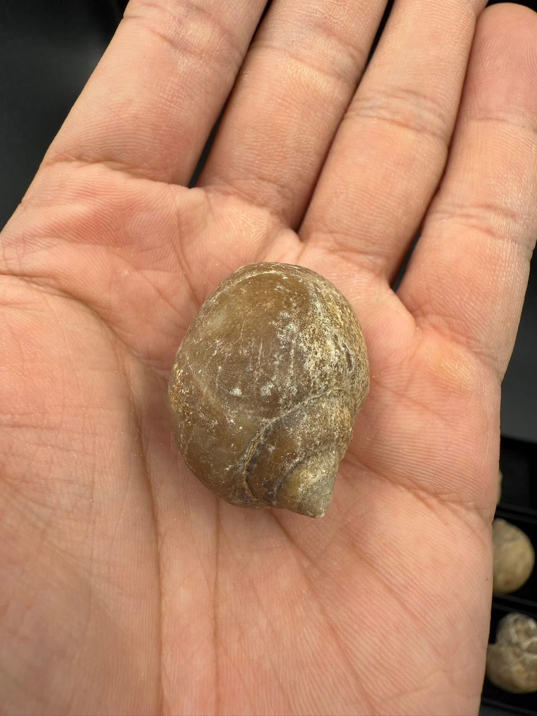 16USD - 🐚 Ampullina depressa Fossil – Eocene Gastropod (3–4 cm)