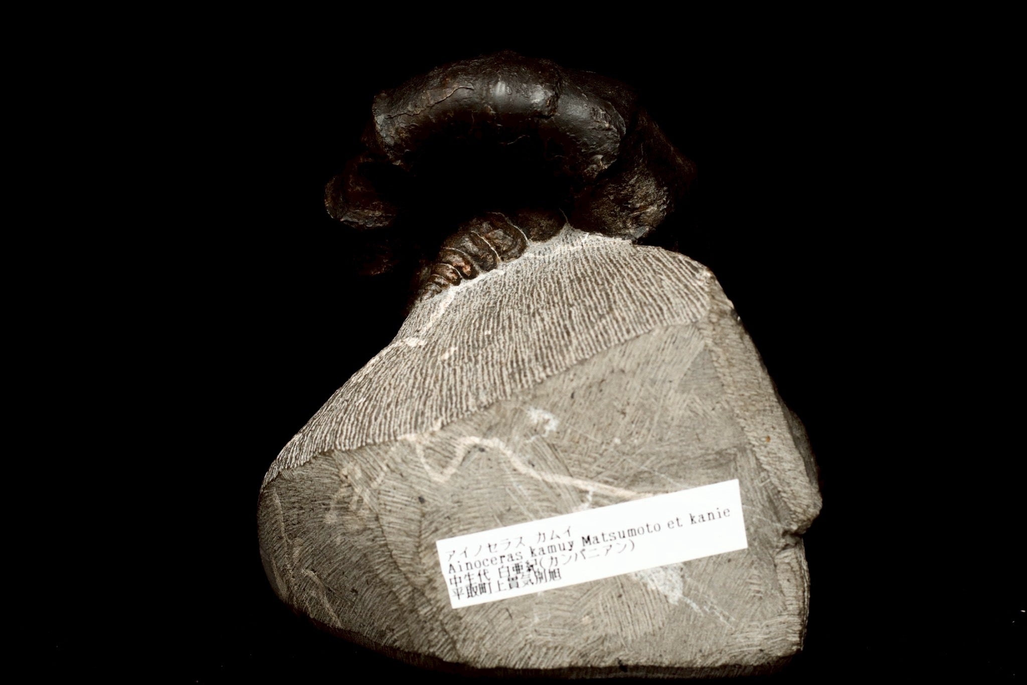Ainoceras kamuy Fossil – Rare Late Cretaceous Ammonite from Japan
