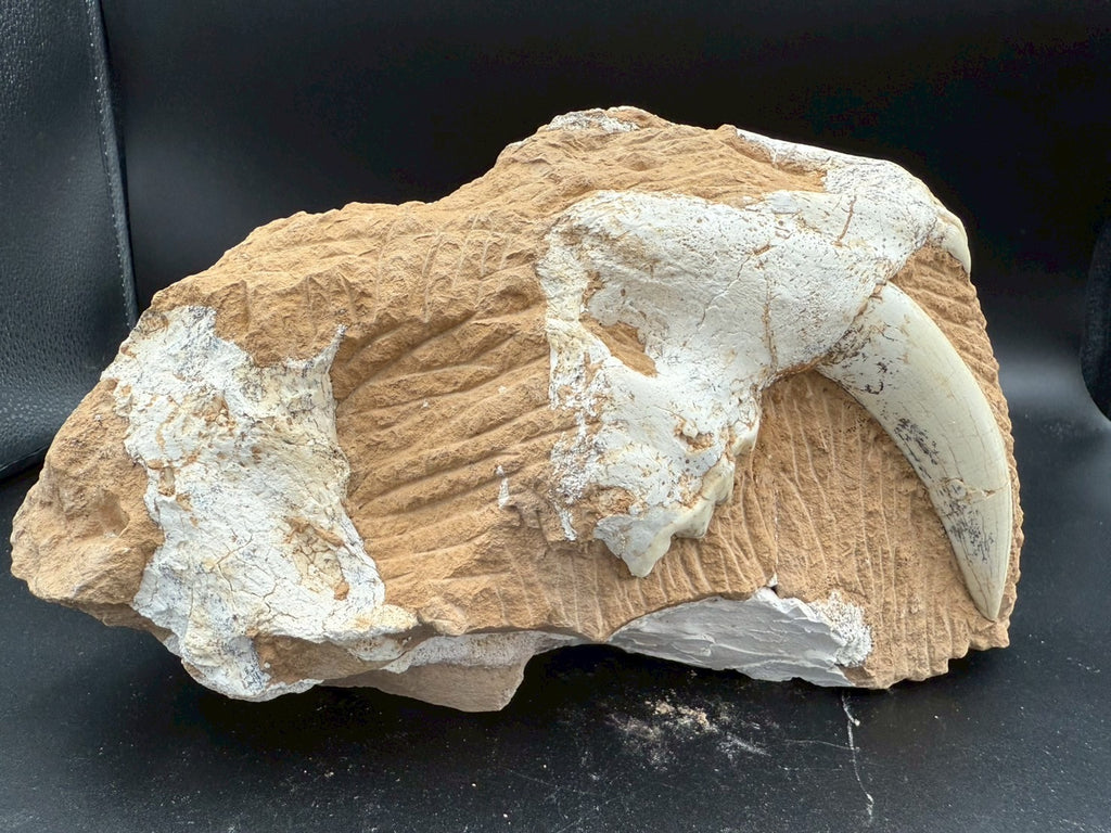 Machairodus Partial Skull Fossil – Rare Pleistocene Apex Predator 2