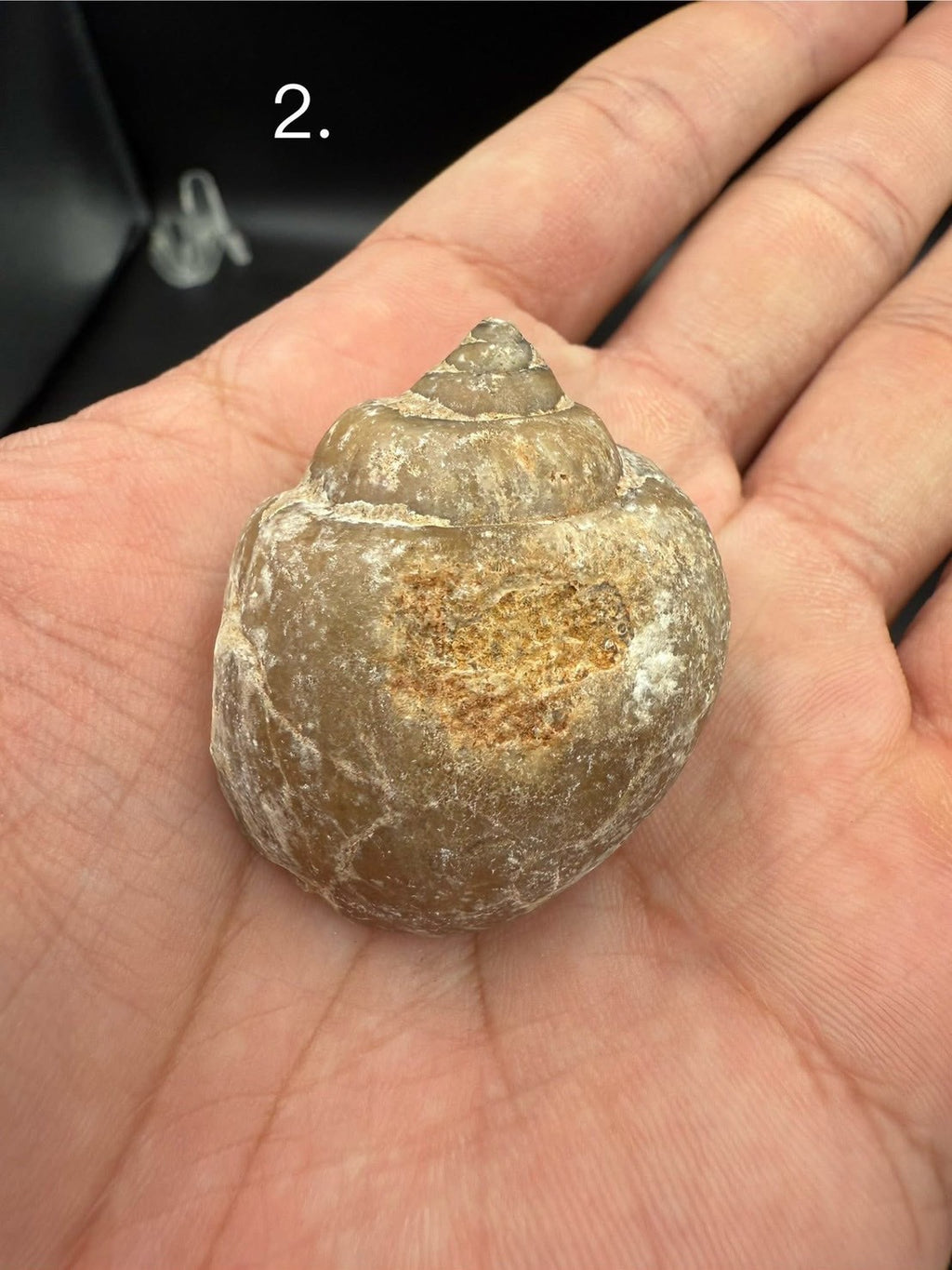 16USD - 🐚 Ampullina depressa Fossil – Eocene Gastropod (3–4 cm)
