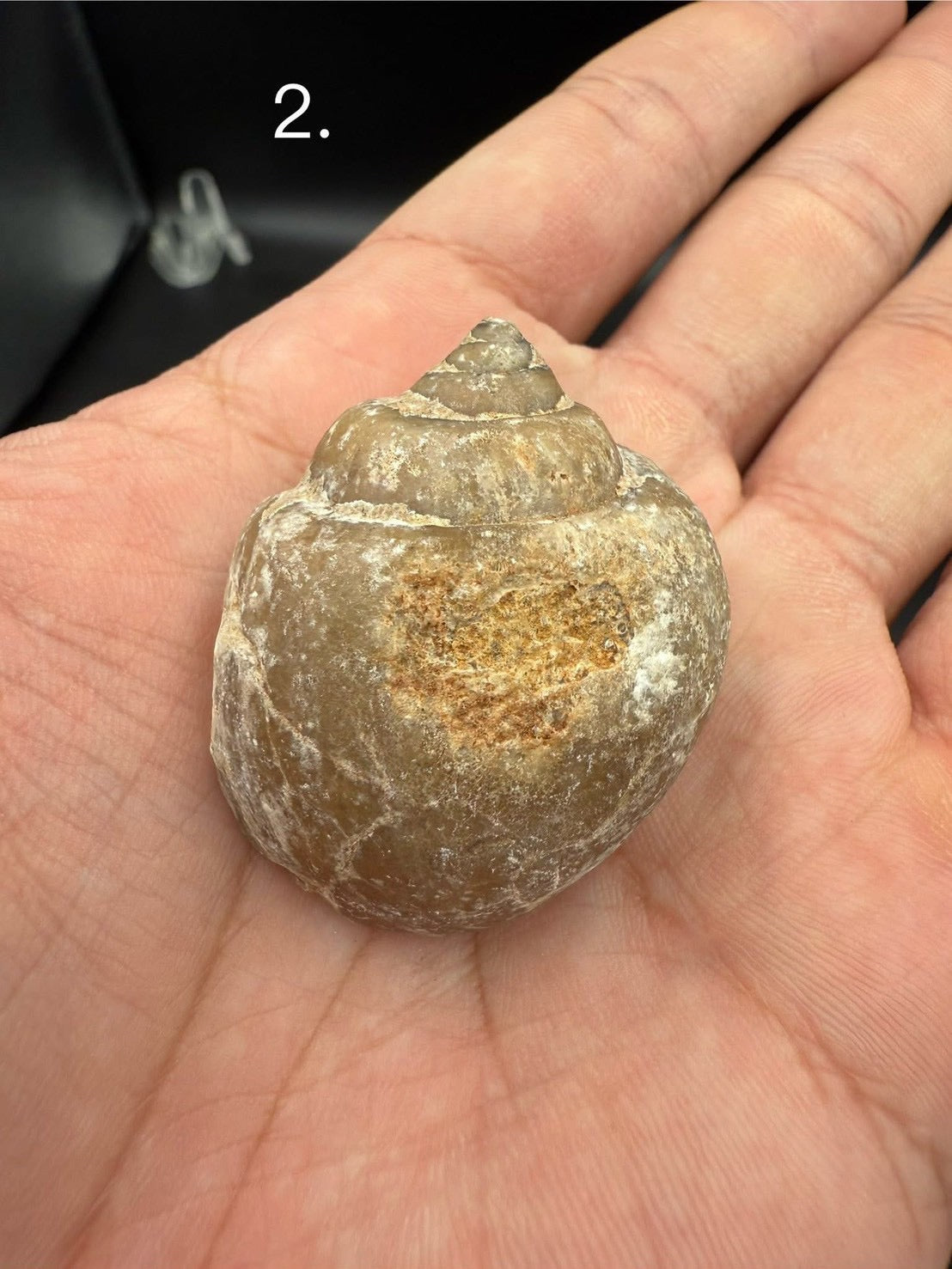 16USD - 🐚 Ampullina depressa Fossil – Eocene Gastropod (3–4 cm)