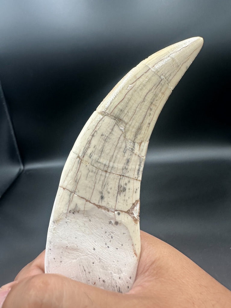 Machairodus Fossil Tooth – Restored Specimen 20CM