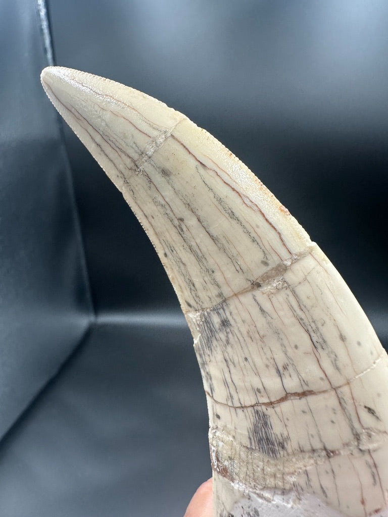 Machairodus Fossil Tooth – Restored Specimen 20CM