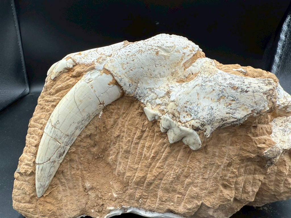 Machairodus Partial Skull Fossil – Rare Pleistocene Apex Predator 2