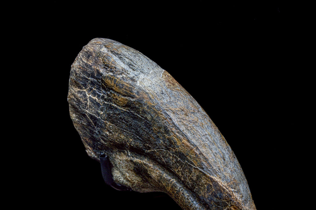30CM Suchomimus Claw Fossil – Iconic Spinosaurid Predator