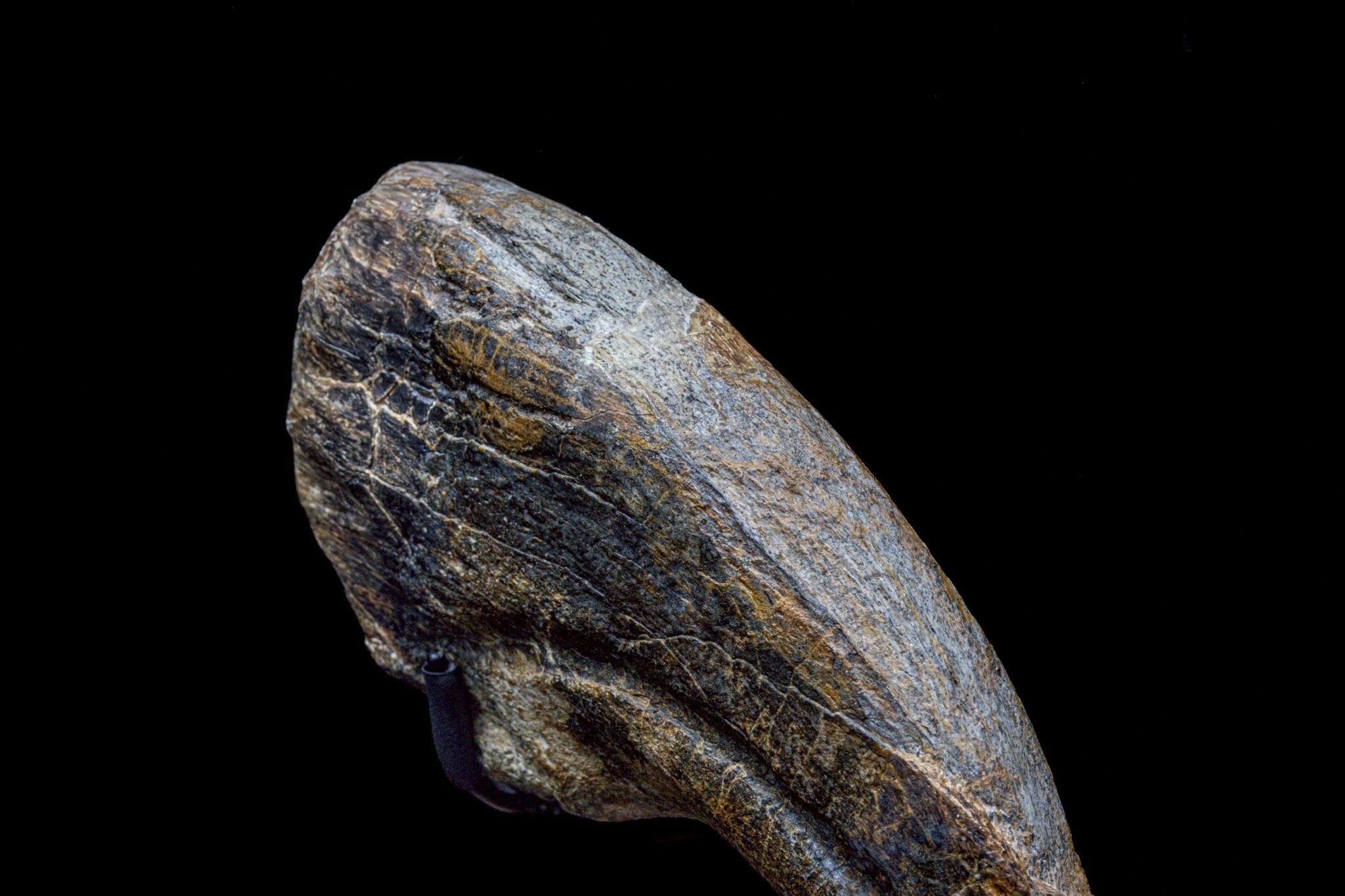 30CM Suchomimus Claw Fossil – Iconic Spinosaurid Predator