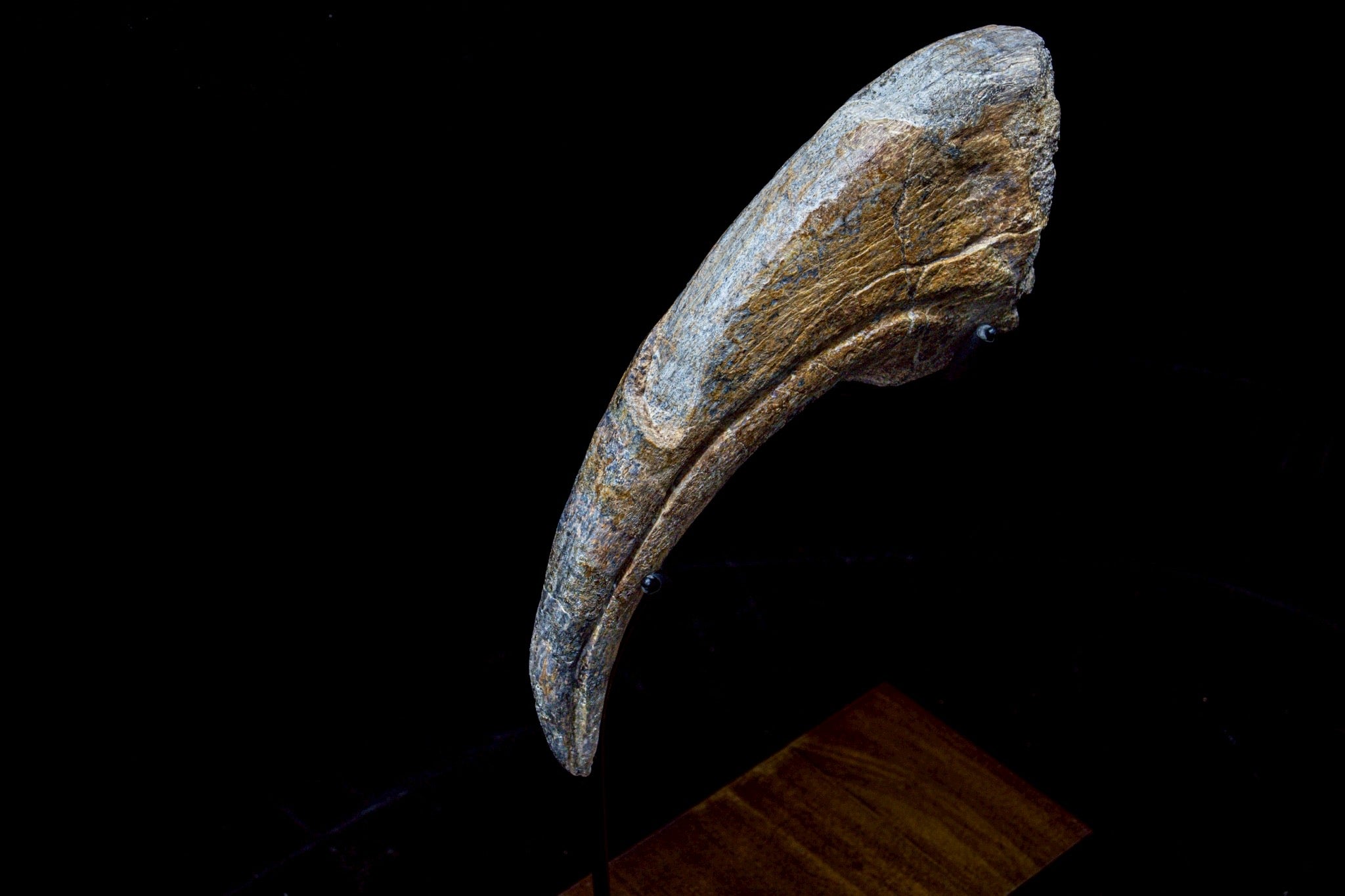 30CM Suchomimus Claw Fossil – Iconic Spinosaurid Predator