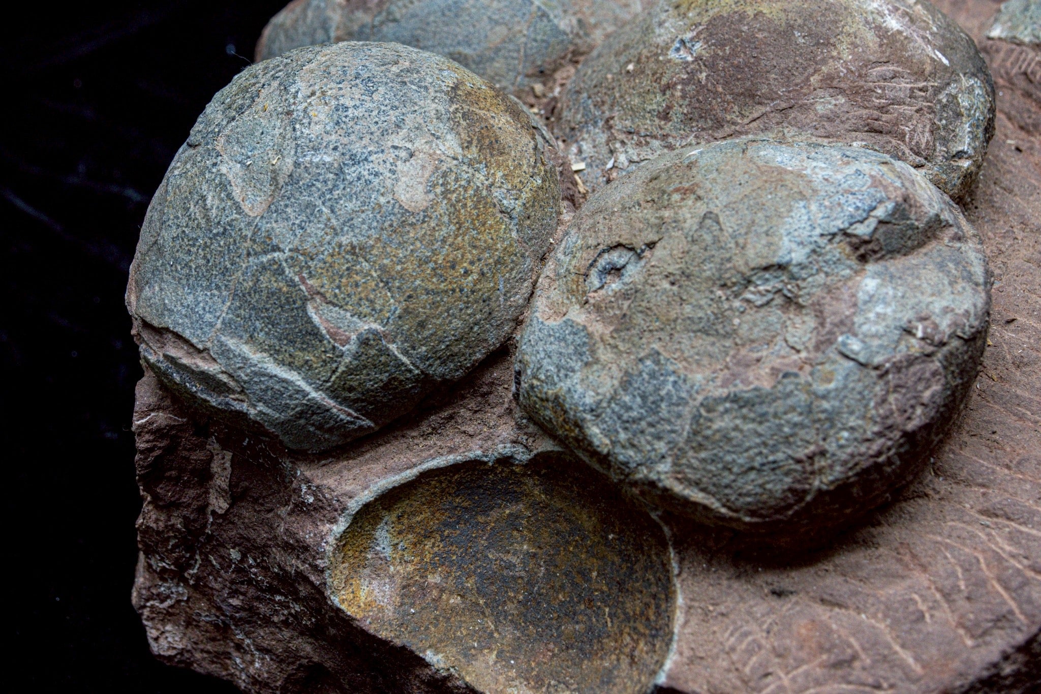Hadrosaur Egg Fossil Cluster – Rare Late Cretaceous Dinosaur Nest with Crystal Formation