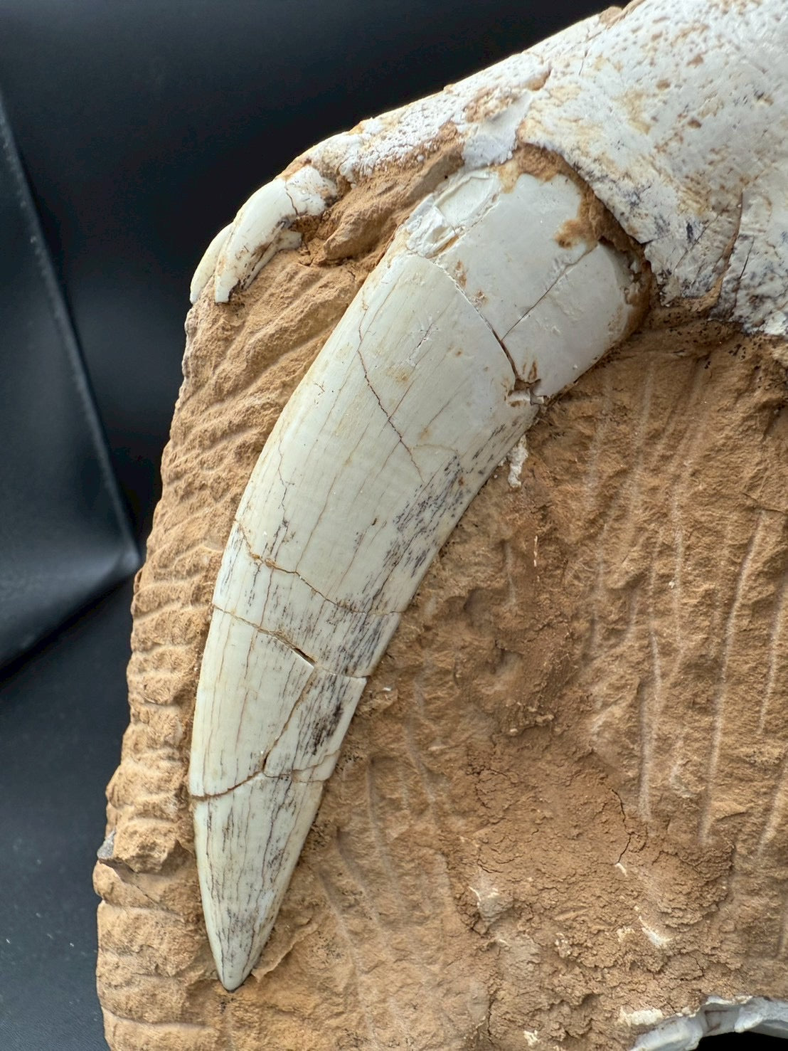 Machairodus Partial Skull Fossil – Rare Pleistocene Apex Predator 2