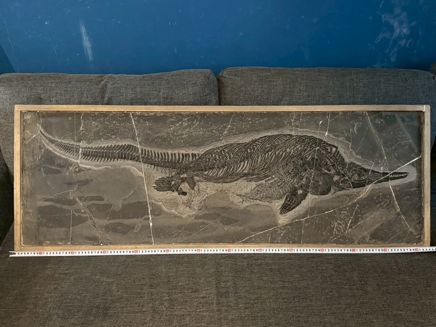 Exceptional Mixosaurus Fossil – Complete Skeleton with Stunning Detail  133CM