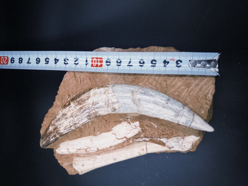 16CM - Megantereon Tooth Fossil