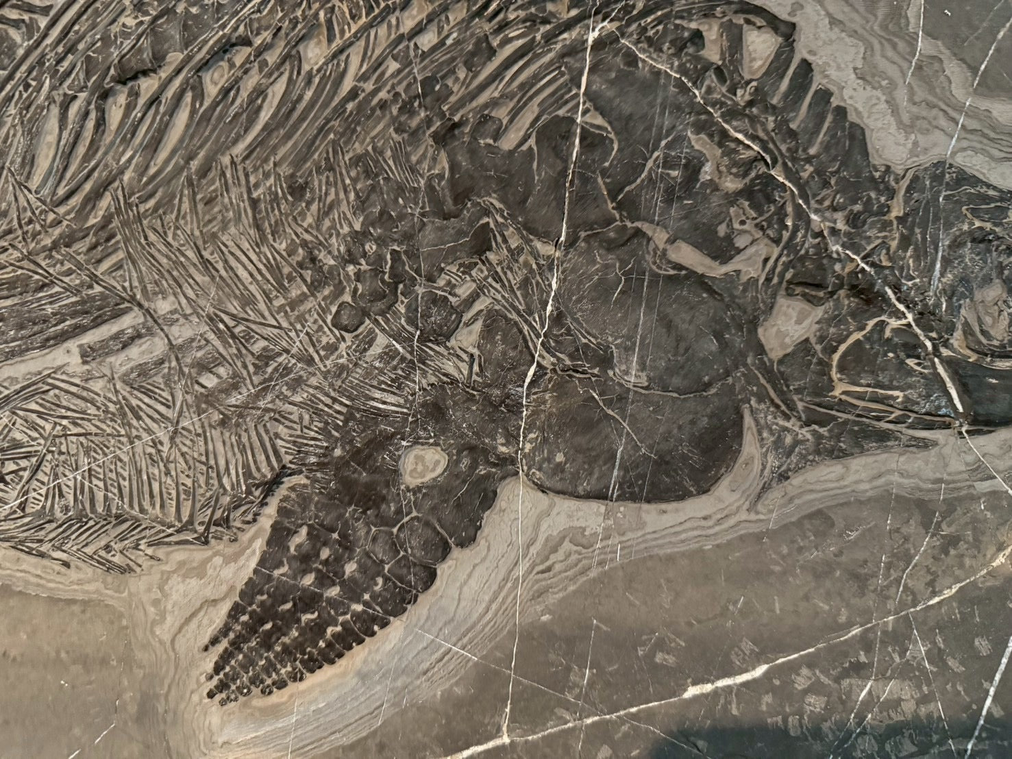 Exceptional Mixosaurus Fossil – Complete Skeleton with Stunning Detail  133CM