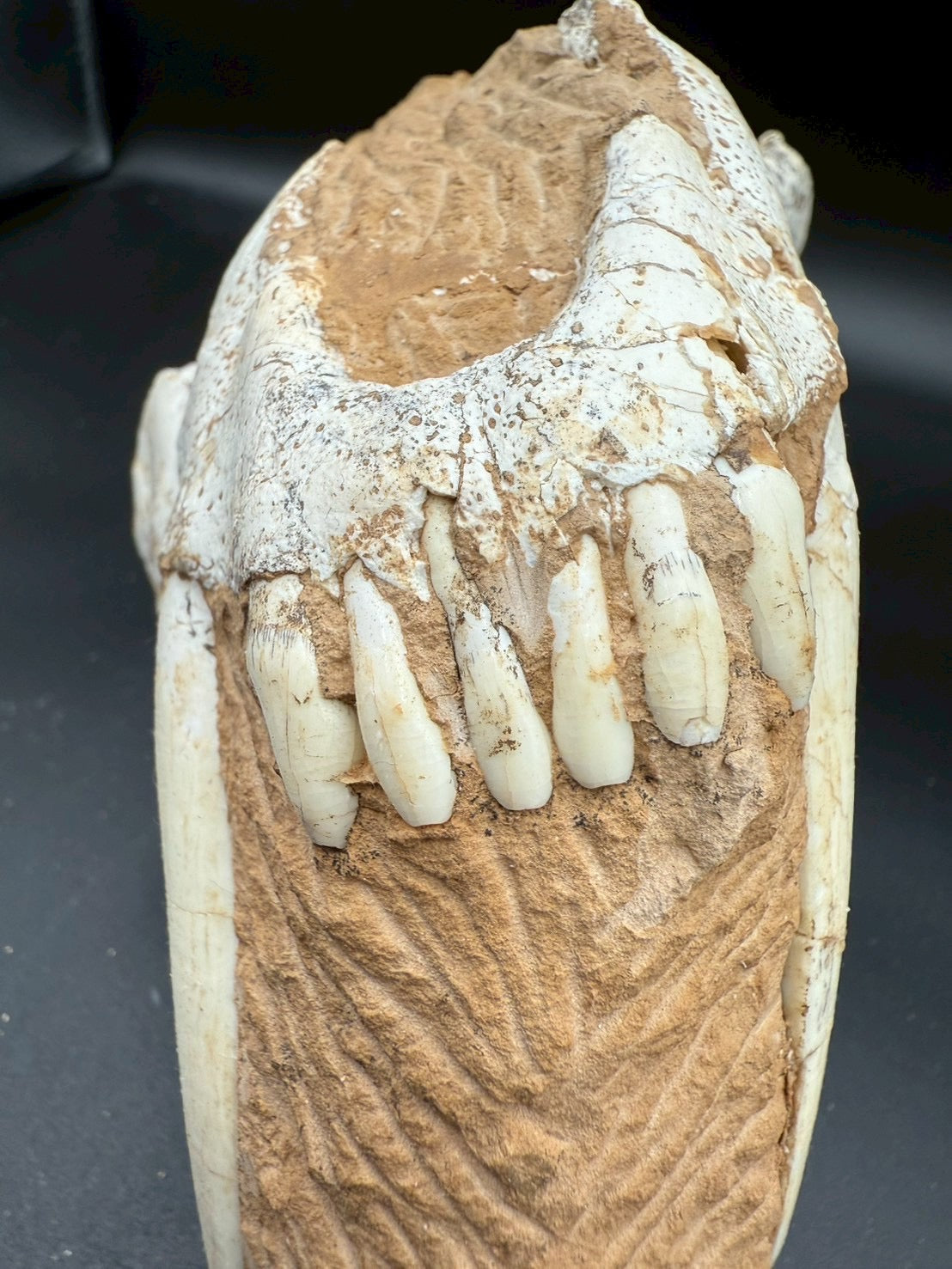 Machairodus Partial Skull Fossil – Rare Pleistocene Apex Predator 2