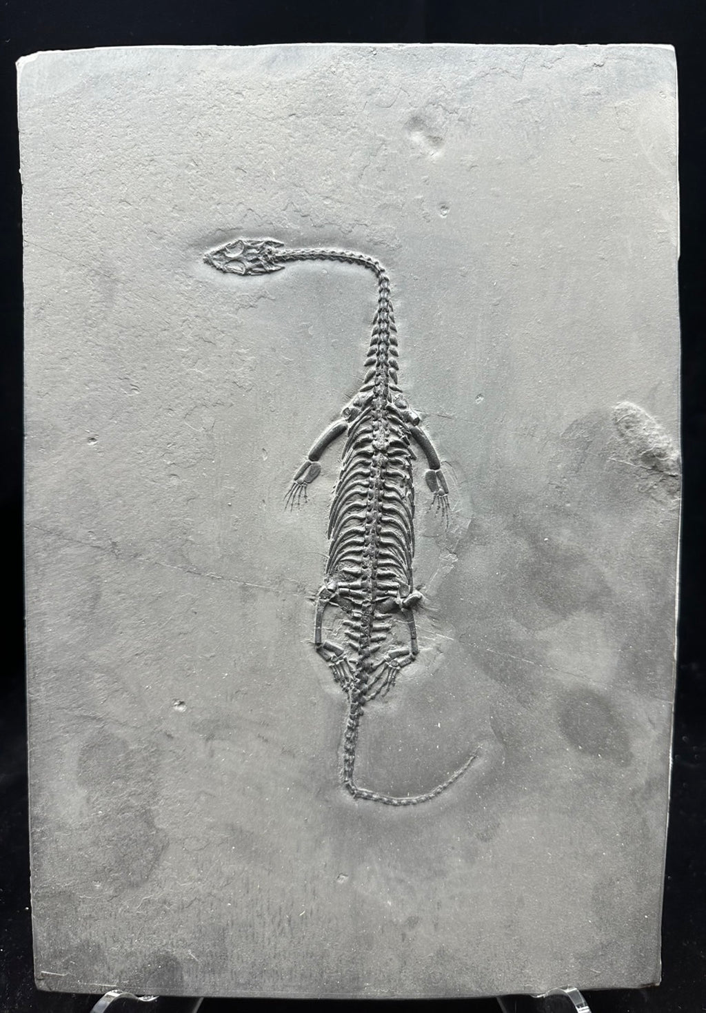 31 CM – Keichousaurus Fossil on Original Matrix