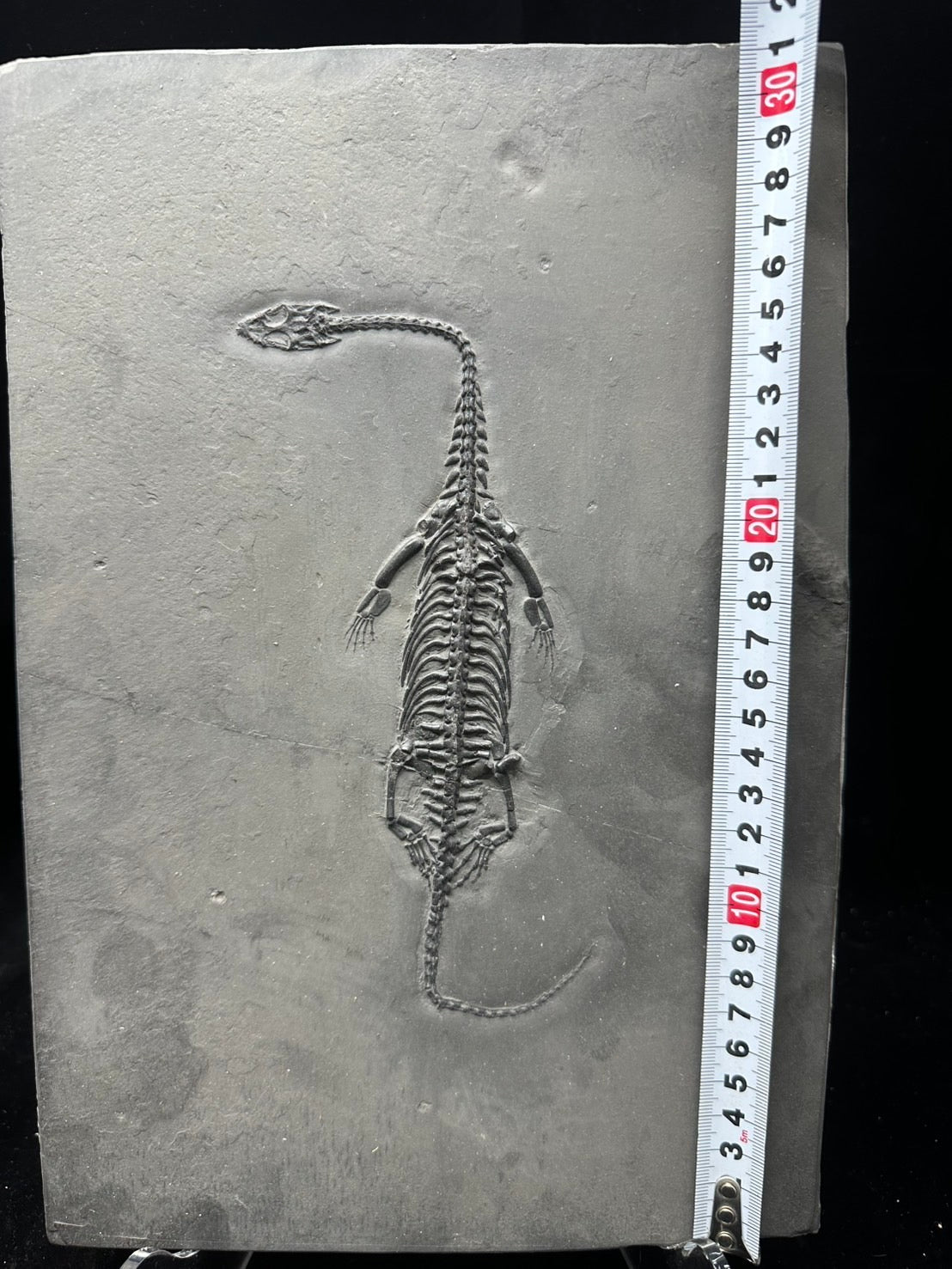 31 CM – Keichousaurus Fossil on Original Matrix