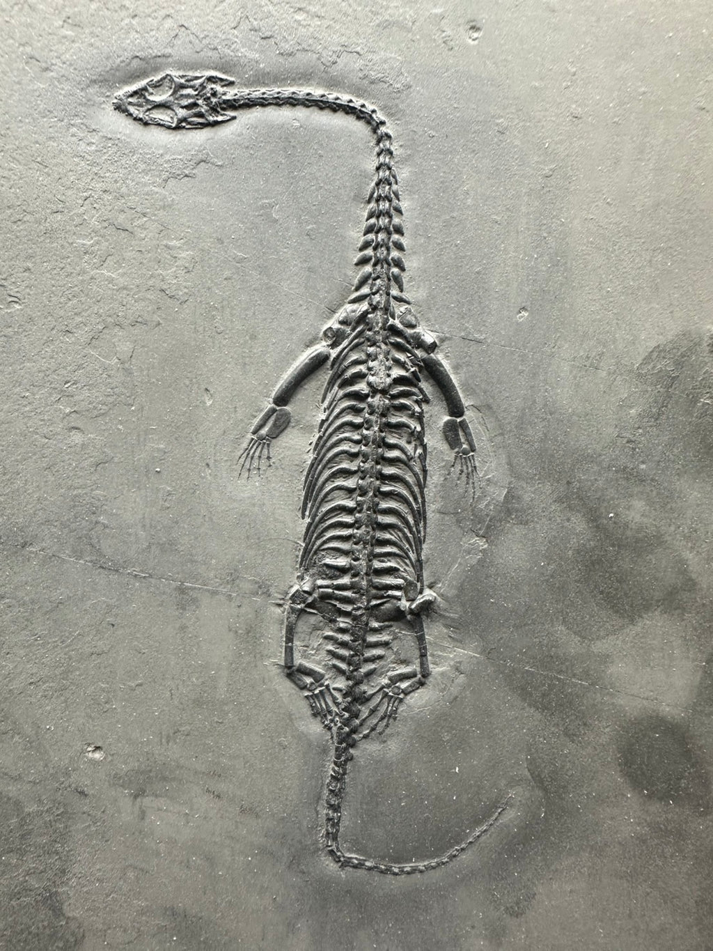 31 CM – Keichousaurus Fossil on Original Matrix