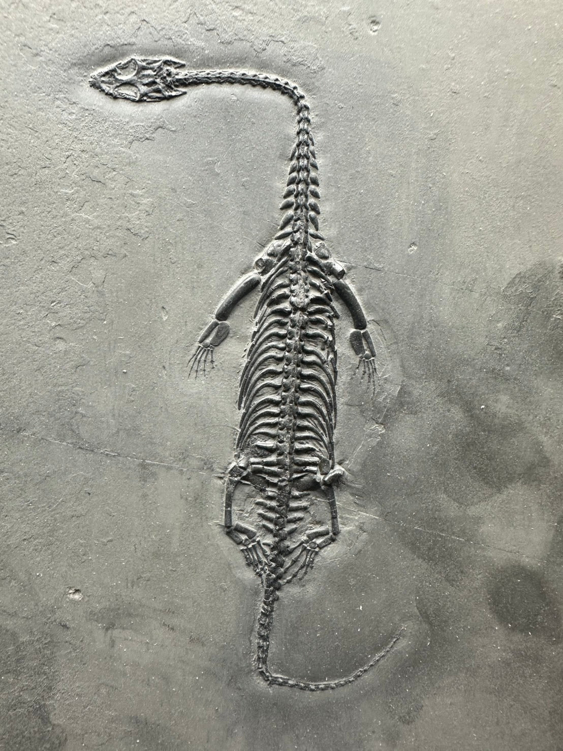 31 CM – Keichousaurus Fossil on Original Matrix